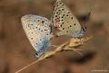 Polyommatus loewii (Çokgözlü Gümüşmavi)